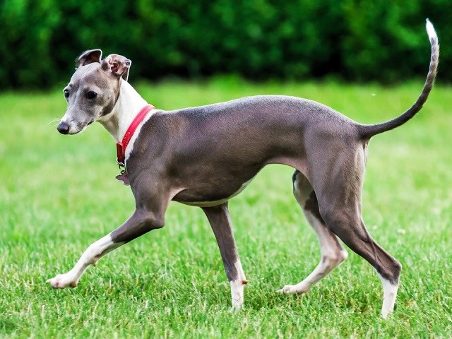 Italian Greyhound thumbnail